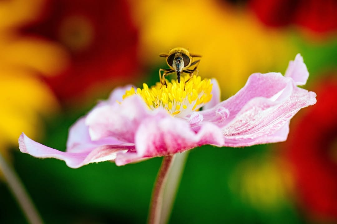 Blumen. Bild: ega gGmbH/Steve Bauerschmidt