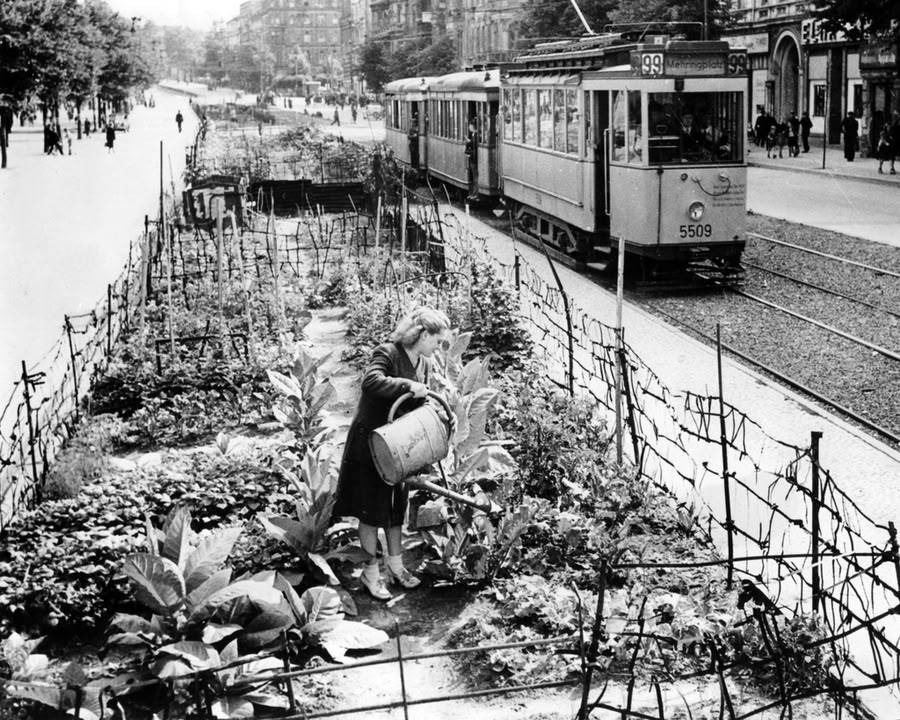 Urban Gardening in West-Berlin nach dem Krieg. Foto: CARE Deutschland/Care.de