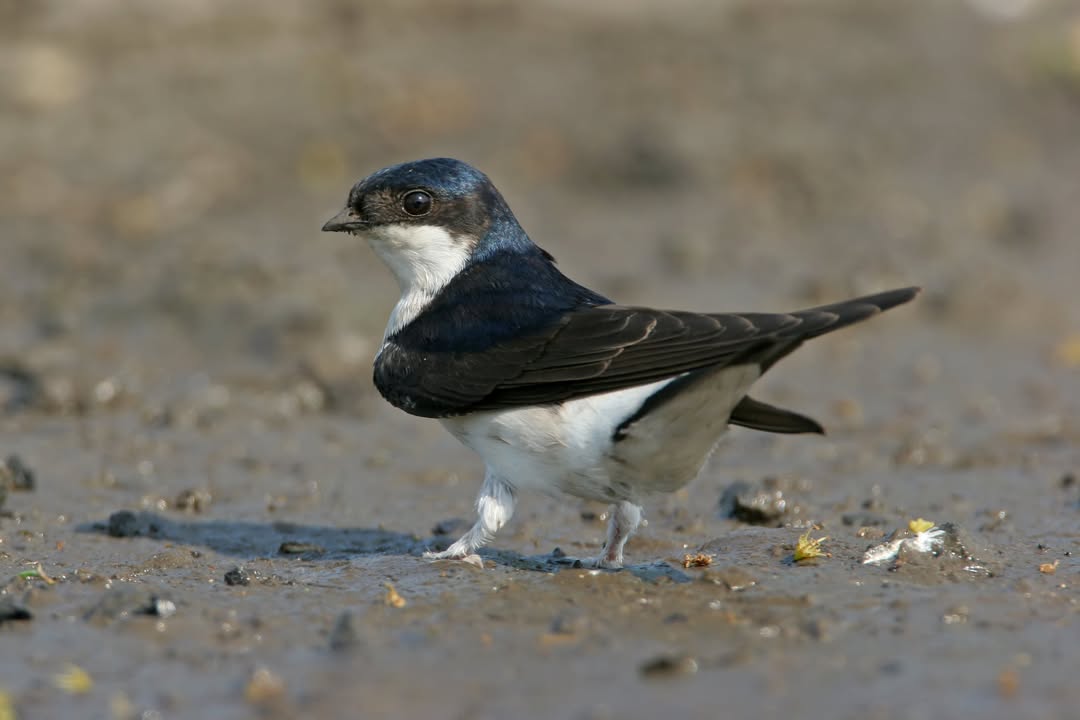 NABU-Kampagne "Vogel des Jahres": Mehlschwalbe. Foto: M. Schäf (1.9 MB)