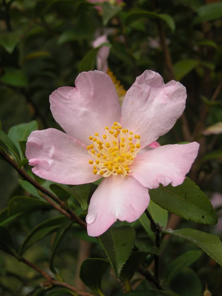 Kamelie Camellia sasanqua. © I. Haas, Botanischer Garten und Botanisches Museum Berlin