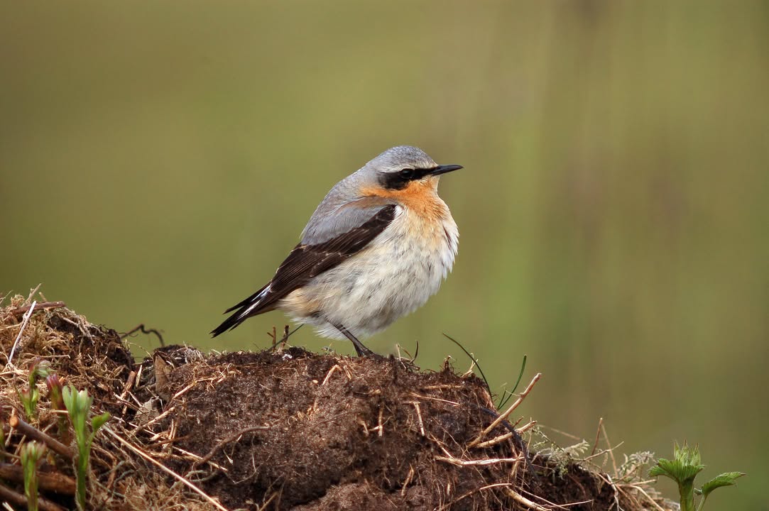 NABU-Kampagne "Vogel des Jahres": Steinschmätzer. Foto: NABU/CEWE/Armin Siemering