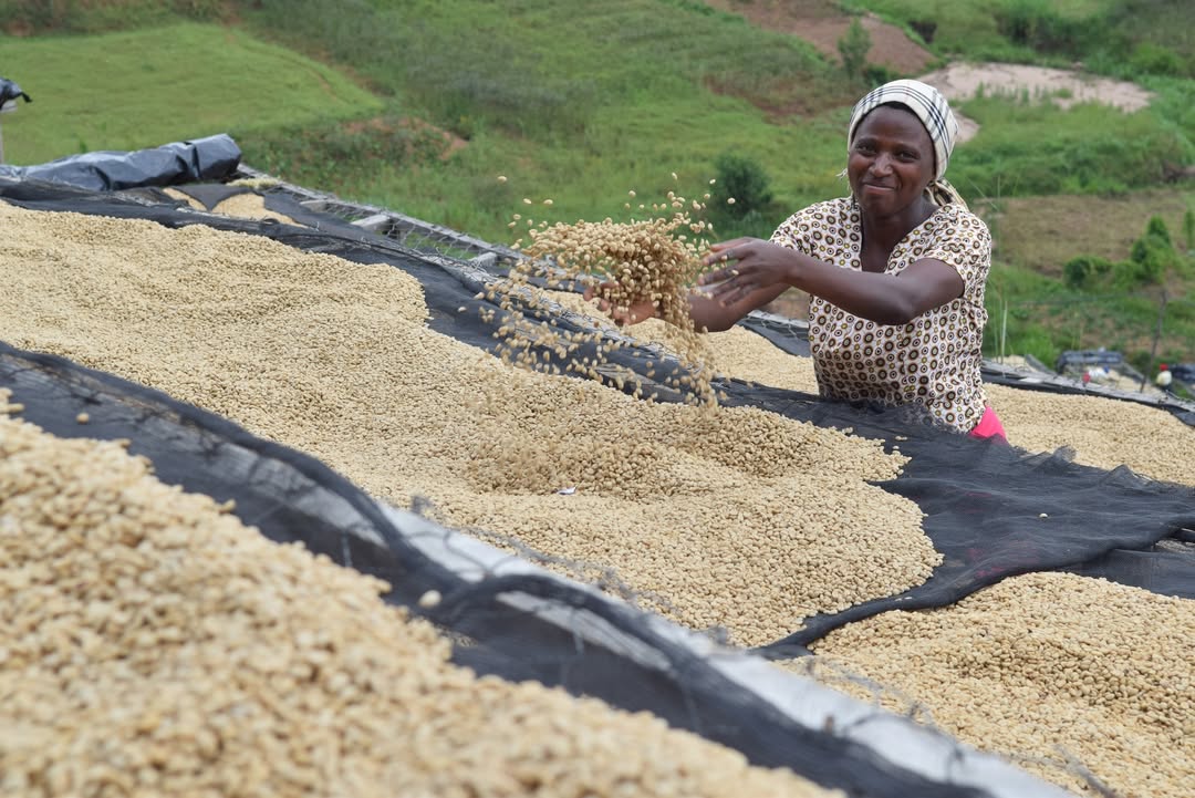 Kaffeebäuerin in Ruanda wendet die Kaffeebohnen mit Händen. Foto: Thibo