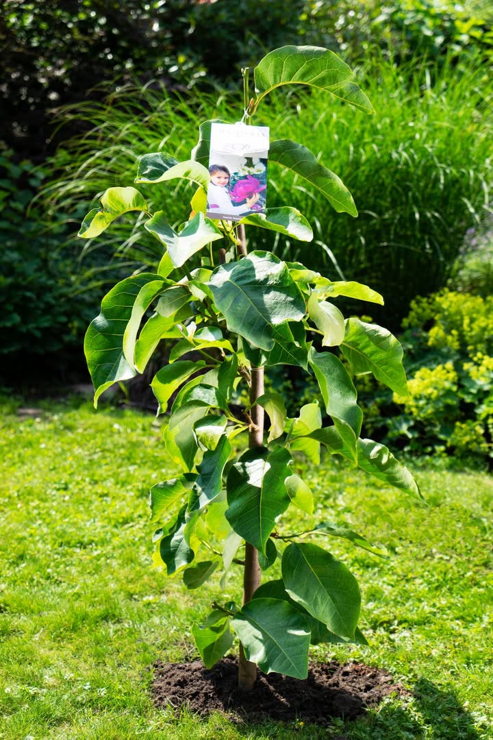 Frisch gepflanzt - steht dem großen Auftritt der Magnolie „Meganolia®“ nichts mehr im Wege. Bild: © Meganolia®