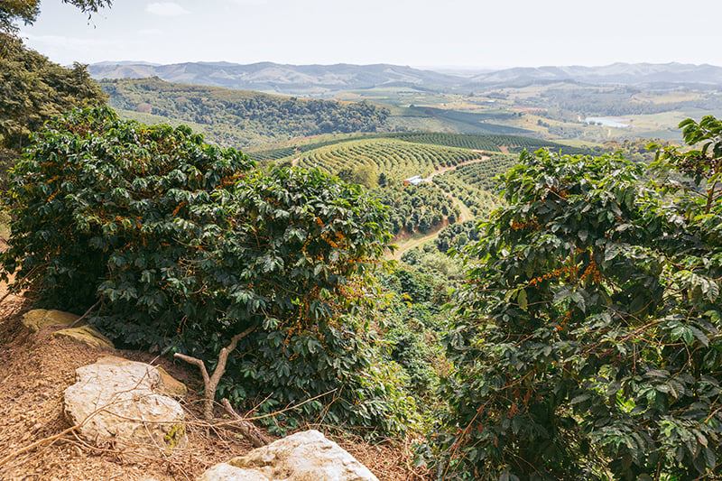 Ipanema Arara Brazil stammt von der Farm „Ipanema Coffee“. Bild: © Tchibo