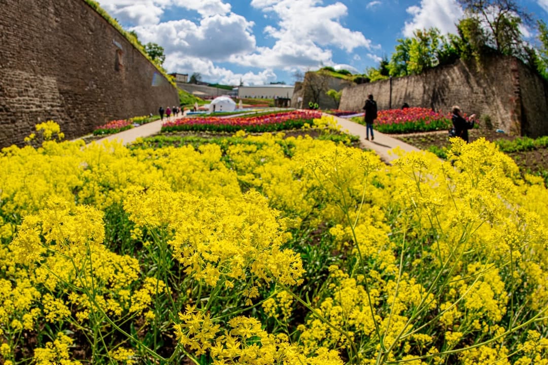 Foto: BUGA Erfurt 2021