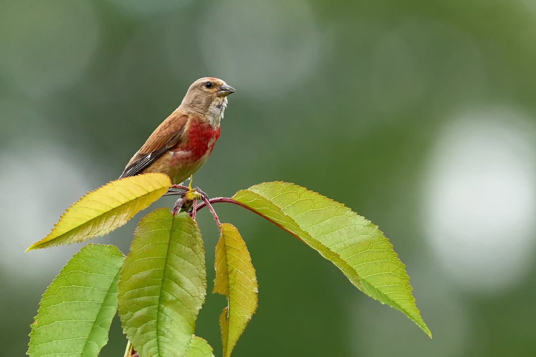 NABU-Kampagne "Vogel des Jahres": Bluthänfling. Foto: NABU/CEWE/Magdalena Wlodarczak-Ihrig
