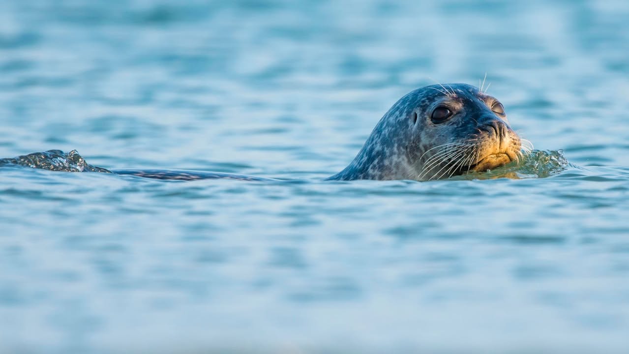 Seehund vor Helgoland - Foto: imageBROKER/Christoph Ruisz