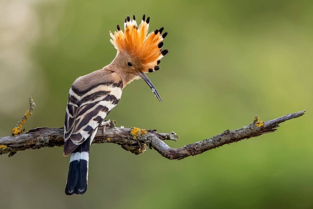 NABU-Kampagne "Vogel des Jahres": Wiedehopf. Foto: NABU/CEWE/Paul Gläser