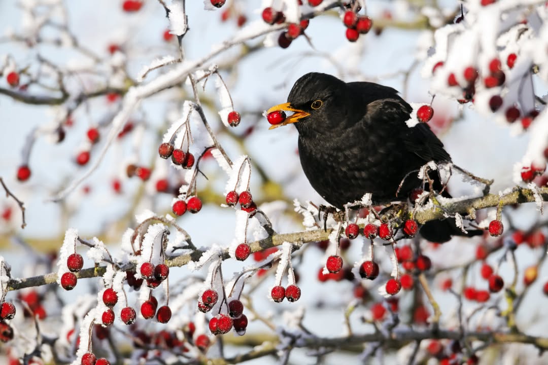Amsel in Beerenstrauch. Bild: ©NABU/Mike Lane/fotolia