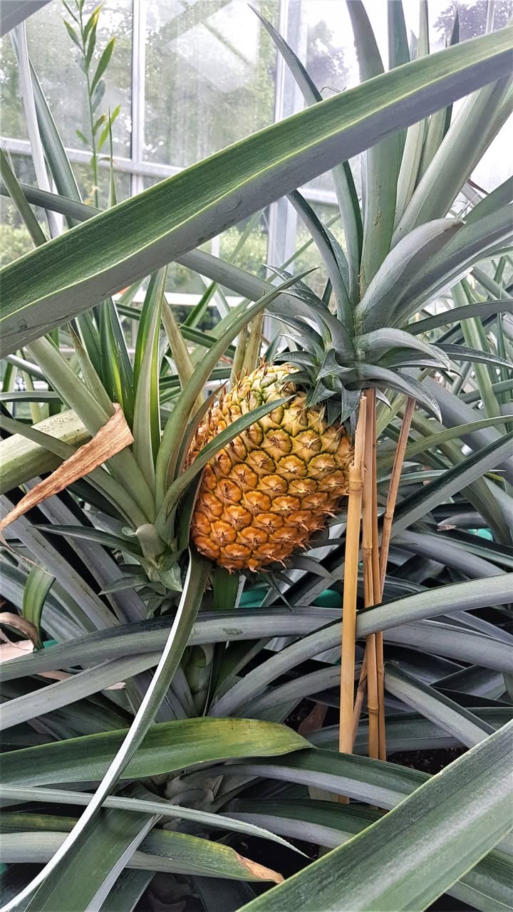 * Schlossgarten Weikersheim; reife Ananas. Foto: ssg-pressefoto/Brigitte Ihns