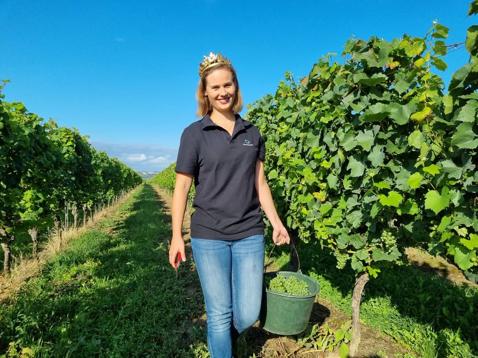 Bald ist er wieder überall erhältlich! Gemeint ist der erste Federweiße, auch als Rauscher, Sauser oder Brauser bekannt. Eva Müller, Deutsche Weinprinzessin2020/2021, eröffnete die Federweißelese 2021. Foto: © Deutsches Weininstitut