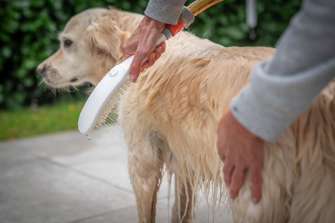 GermanInnovation, DogShower. © hansgrohe/Hansgrohe SE