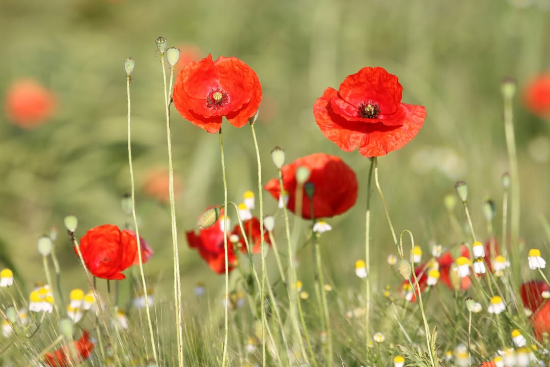 Fotografie. Blühende Mohnblumen. © Christa Jäger-Schrödl