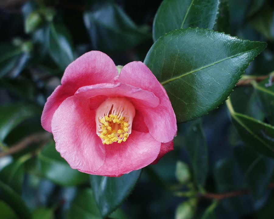 Kamelie Camellia japonica. © I. Haas, Botanischer Garten und Botanisches Museum Berlin