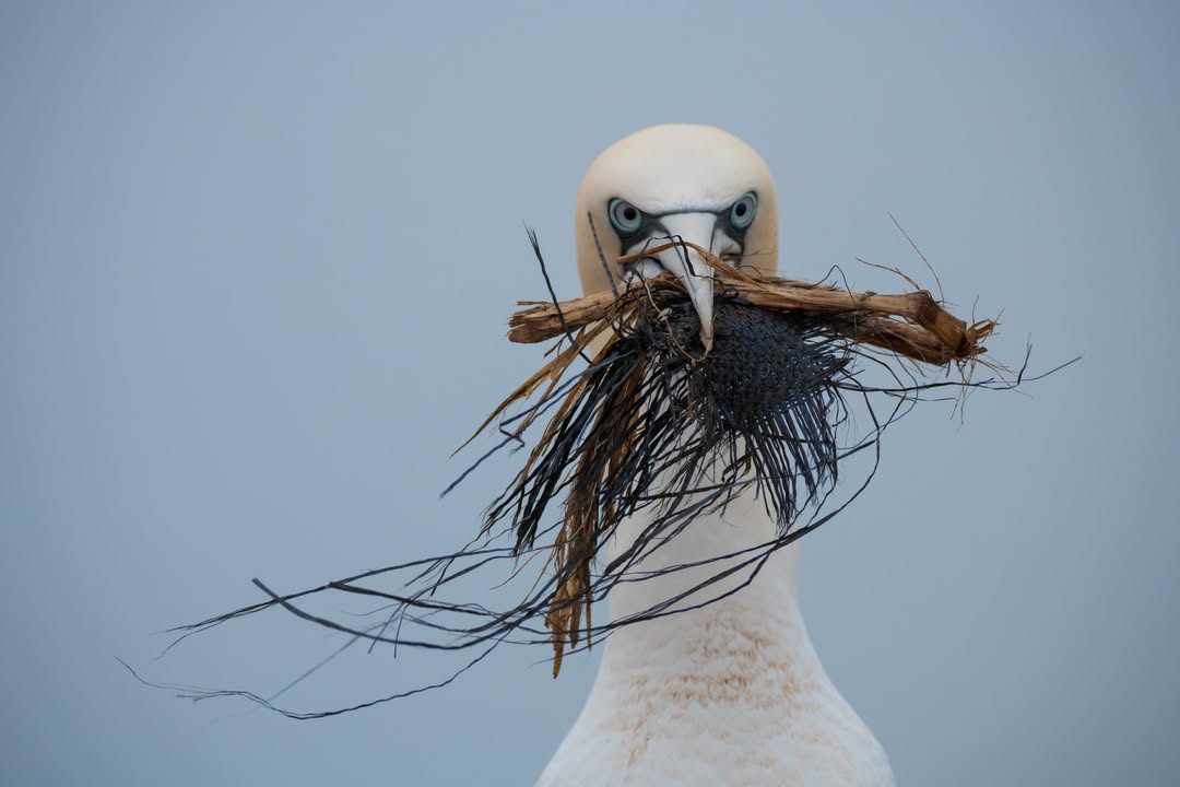 Basstölpel mit Nestmaterial und Plastik - Foto: imageBROKER/Farina Graßmann